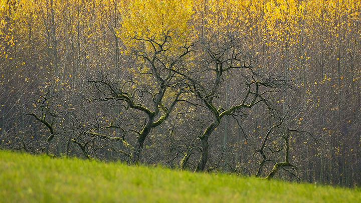 WPS如何打包下载？一站式图文教程解锁快捷操作 一