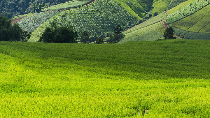 W10如何下载WPS？官方稳定链接和极速安装秘诀解析