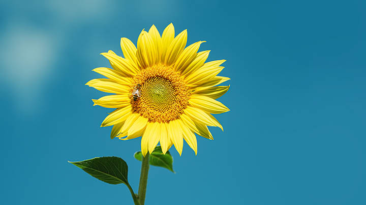 WPS网盘下载加速关闭教学:简单设置让下载更高效 WPS网盘下载加速关闭教学:简单设置让下载更高效 一