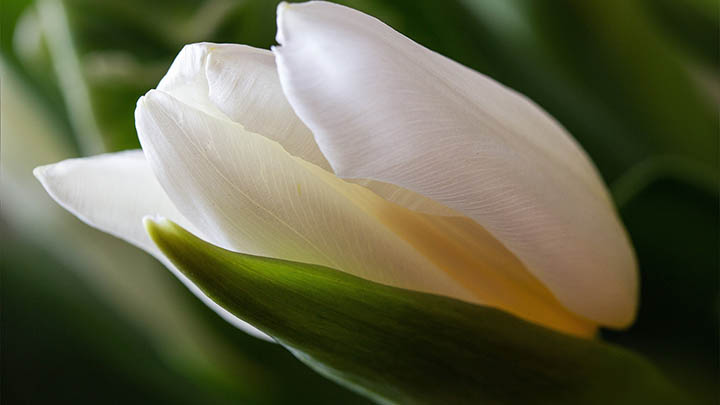 WPS怎么安装插件？详细教程教你快速下载插件 一