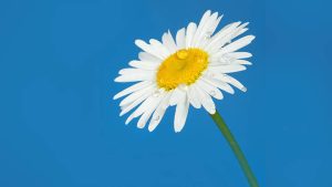 计算机如何快速下载WPS Office？