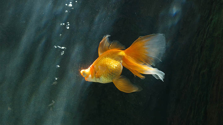 新下载的WPS如何快速上手？ 二