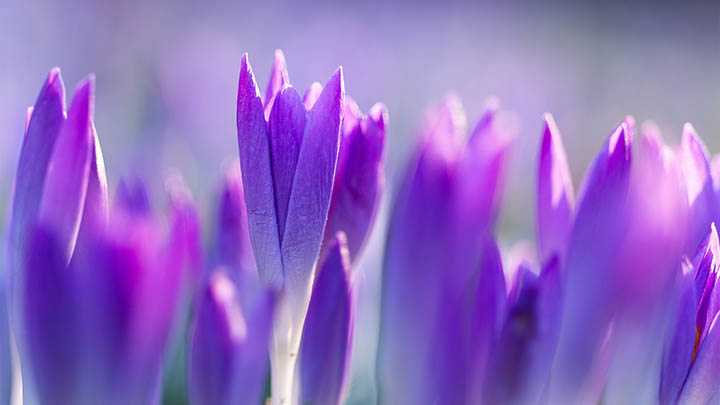 在WPS中下载PS:官方正版获取与安装技巧解析 在WPS中下载PS:官方正版获取与安装技巧解析 二