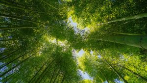 如何解决WPS安装难题?教你快速下载与安装技巧!