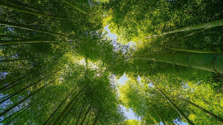 如何解决WPS安装难题？教你快速下载与安装技巧！ 一