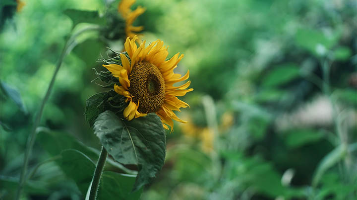 WPS如何免费下载并实现多平台兼容? WPS如何免费下载并实现多平台兼容? 一