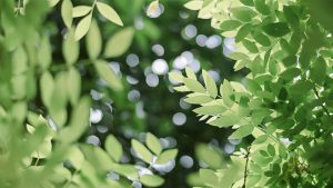 WPS学堂下载指南：官方正版获取攻略