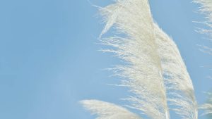 苹果如何下载WPS？Mac设备官方指导教程