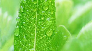 WPS下载指南：轻松获取官方安全版本的3个实用方式