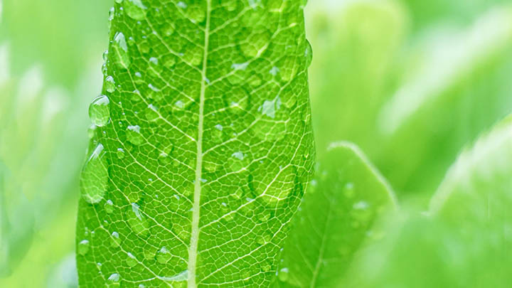 WPS下载指南：轻松获取官方安全版本的3个实用方式 一