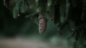 WPS如何免费下载Word功能？