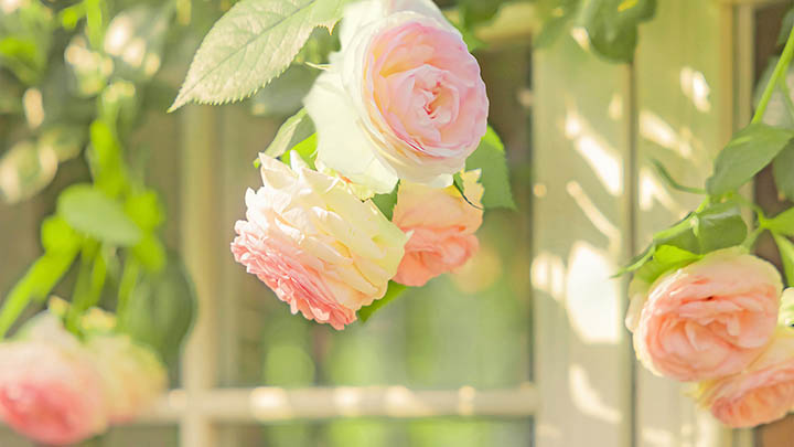 WPS如何免费下载Word功能？ 二