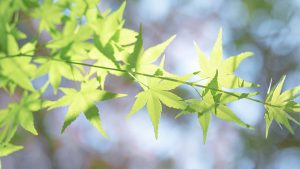 WPS全套下载教程：快速获取官方正版资源