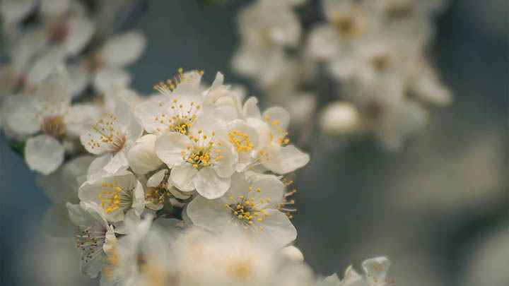 WPS极速下载:3种简单途径轻松获取 WPS极速下载:3种简单途径轻松获取 二
