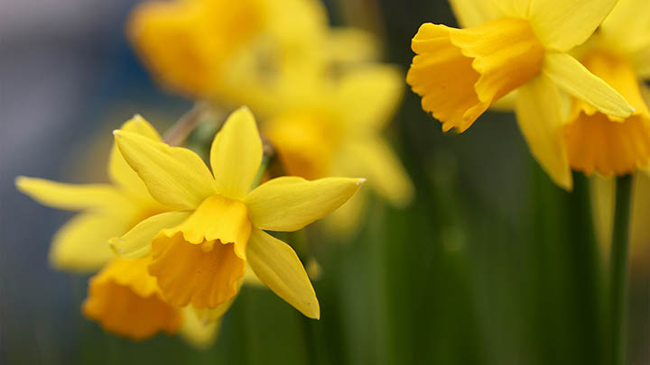 如何快速获取WPS App下载链接?