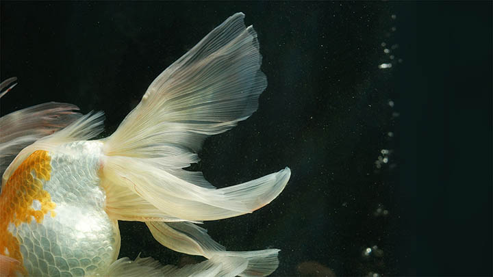 如何下载WPS：轻松获取官方正版并高效安装指南