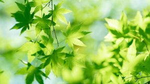 WPS白纸下载难?全新教程教你快速获取模板