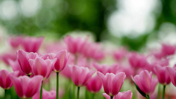 Windows系统下载WPS:掌握安全获取的实用技巧解析