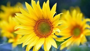 Mac怎么下载WPS？详细官方安装教程分享