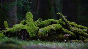 如何下载WPS官方正版?实用指南助你轻松获取