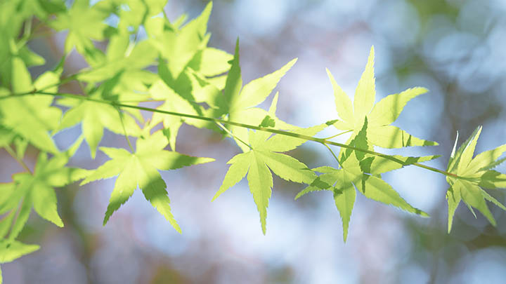 如何下载WPS官方正版?实用指南助你轻松获取 如何下载WPS官方正版?实用指南助你轻松获取 二