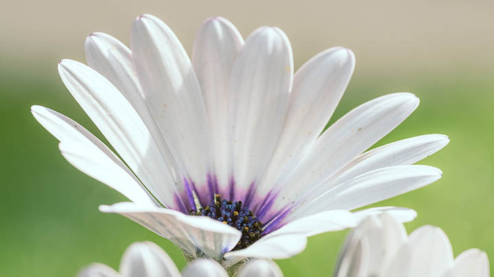 WPS如何下载公式?简单3步教你获取数学公式编辑器