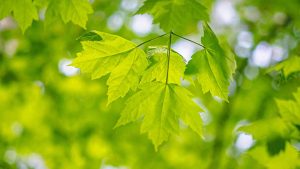 WPS旧版下载指南：快速获取经典版本教程