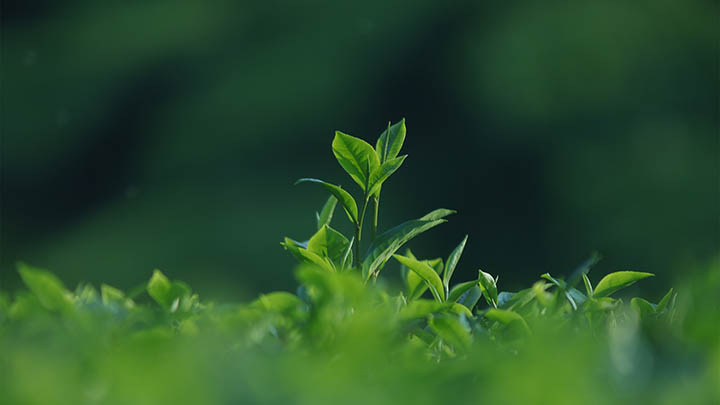 WPS如何下载APP？详细教程带你快速安装 二