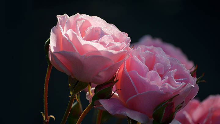 WPS如何快速下载到云端办公? WPS如何快速下载到云端办公? 一