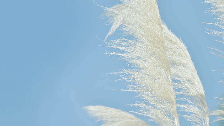 如何轻松下载正版WPS? 如何轻松下载正版WPS? 二