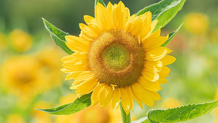 如何直下载WPS？正确途径指南 二