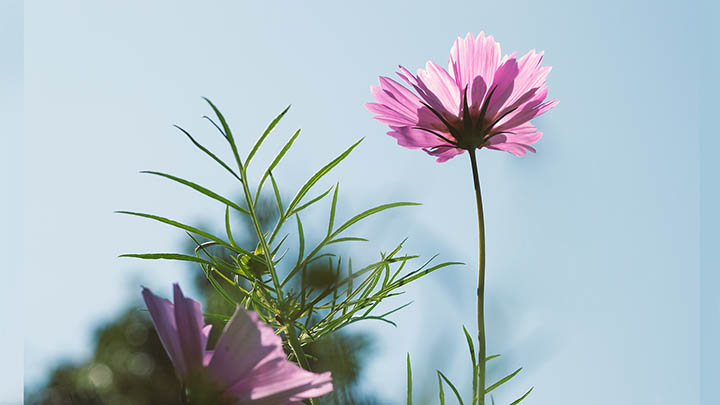 PC版WPS下载教程：官方渠道快速获取方法