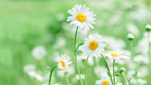 金山WPS下载指南：安全获取软件的4种方法