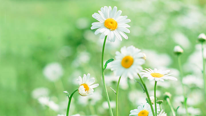 金山WPS下载指南：安全获取软件的4种方法 一